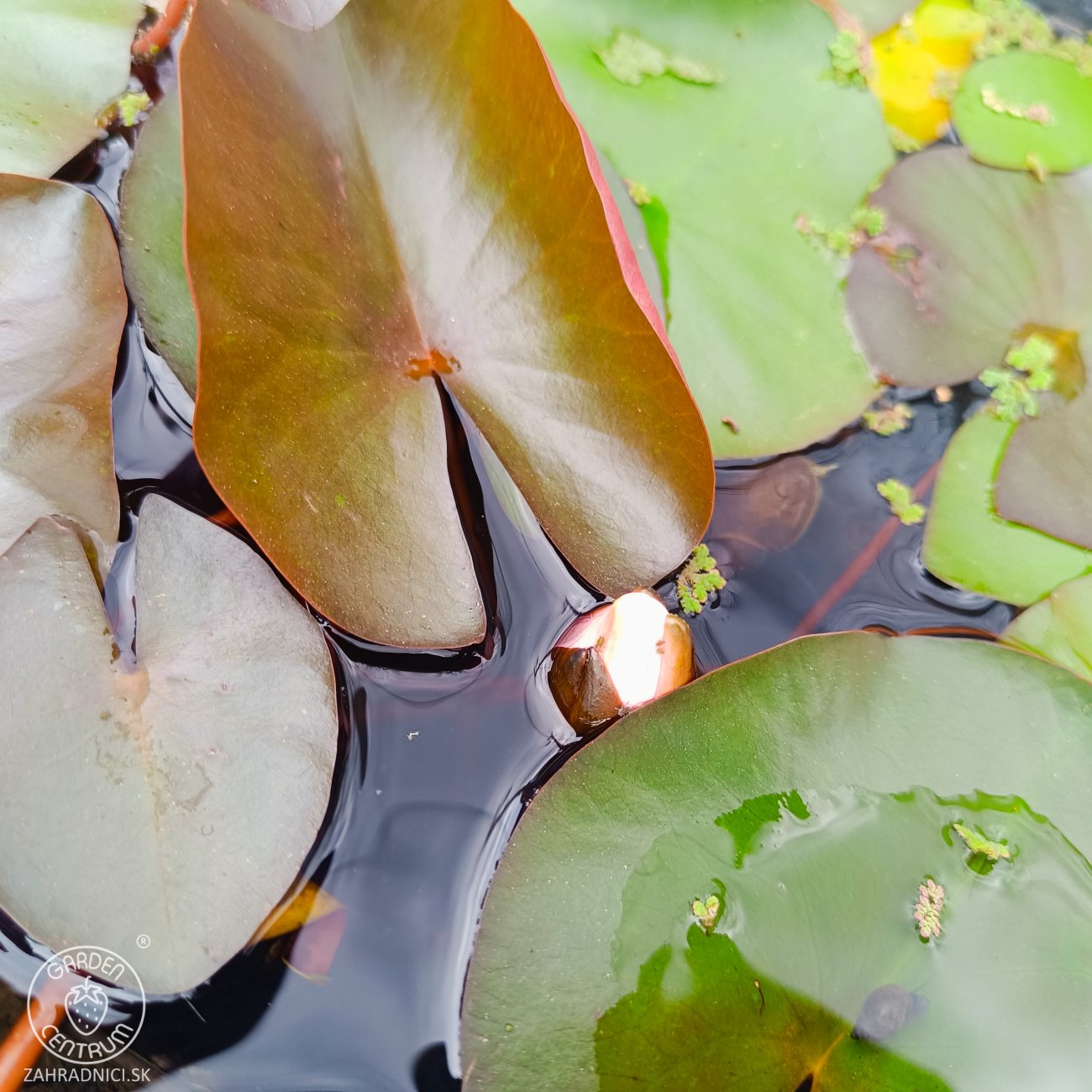 Obrázok Lekno (Nymphaea) ´FABIOLA´ - ⌀ 5-10 cm, kont. P11